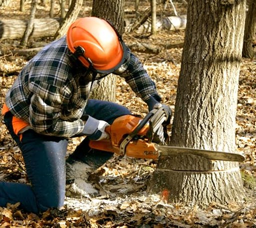 Tree Removal in Tahlequah, OK